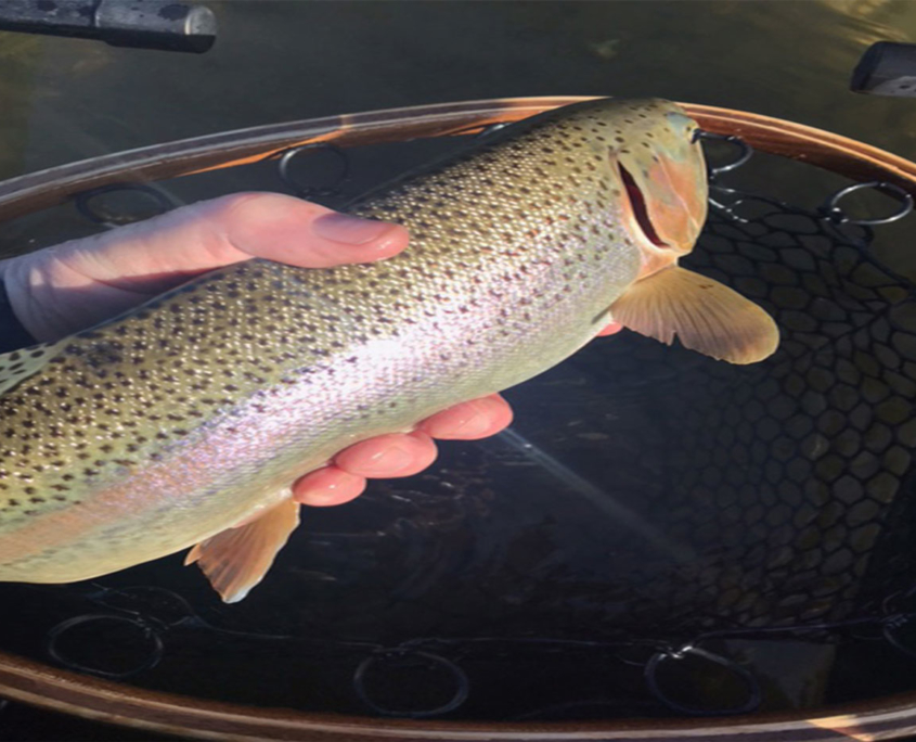 Fly Fishing Lesson & Float on the Bow River, Alberta
