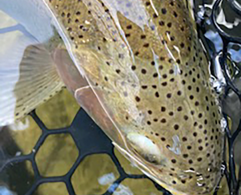 closeup of rainbow trout in Bow River, Alberta