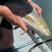 alberta rainbow trout in net on the bow river