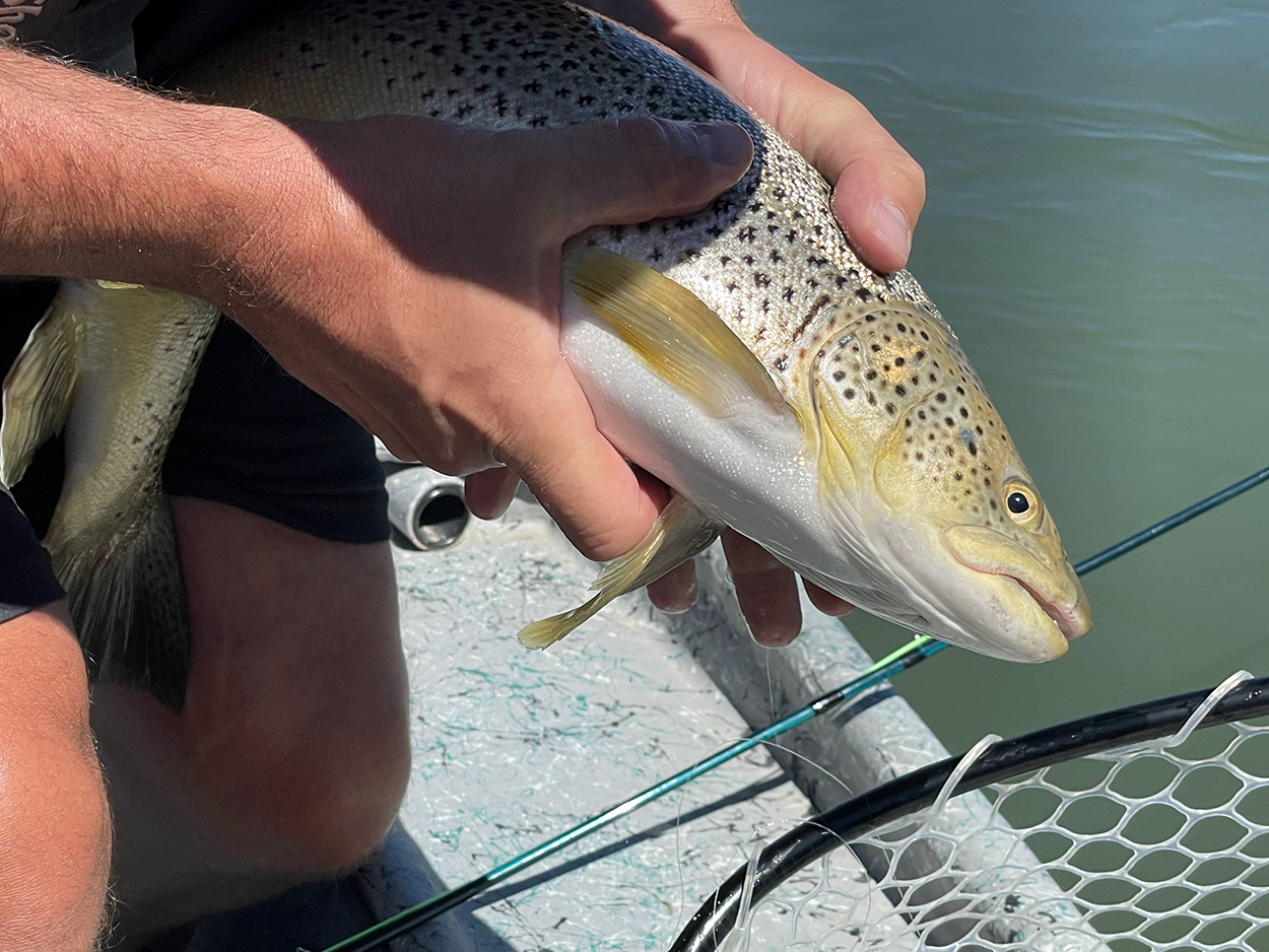 alberta rainbow trout in net on the bow river