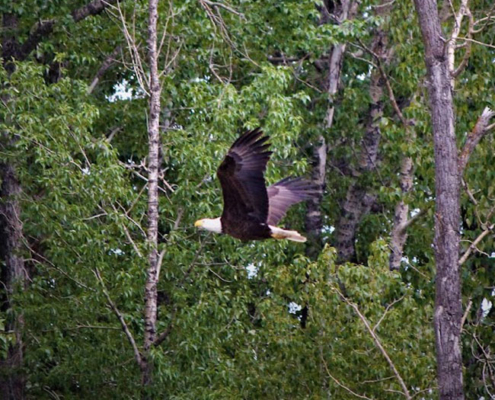 bald eagle seen while fly fishing bow rver alberta