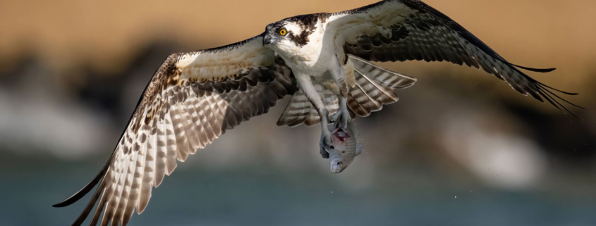 bow river osprey with fish