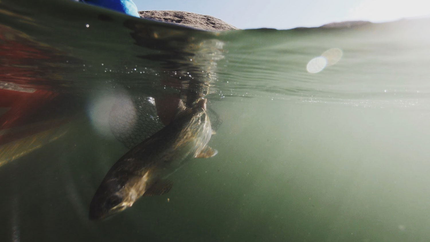 releasing trout while fishing on bow river with drift boat