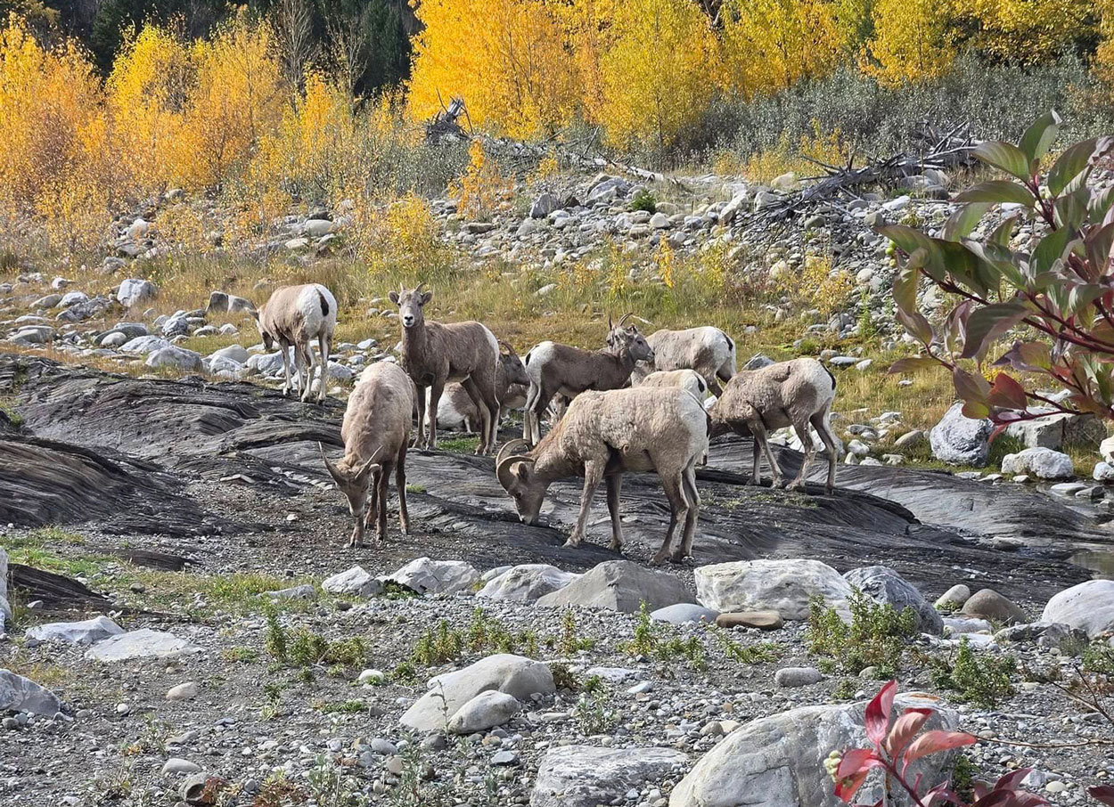 walk wade top notch flyfishing calgary