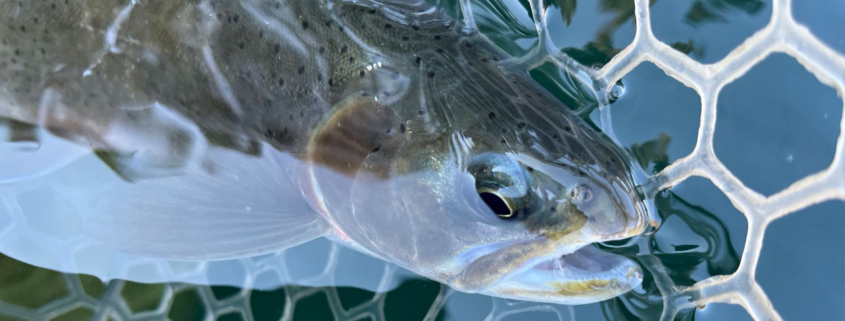 The best fly fishing this Autumn.