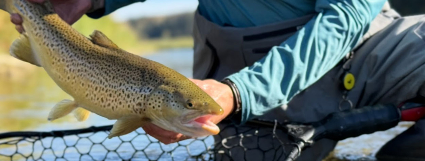 brown trout in the bow river