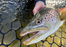 common fly fishing mistakes to avoid for new anglers