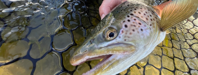 common fly fishing mistakes to avoid for new anglers