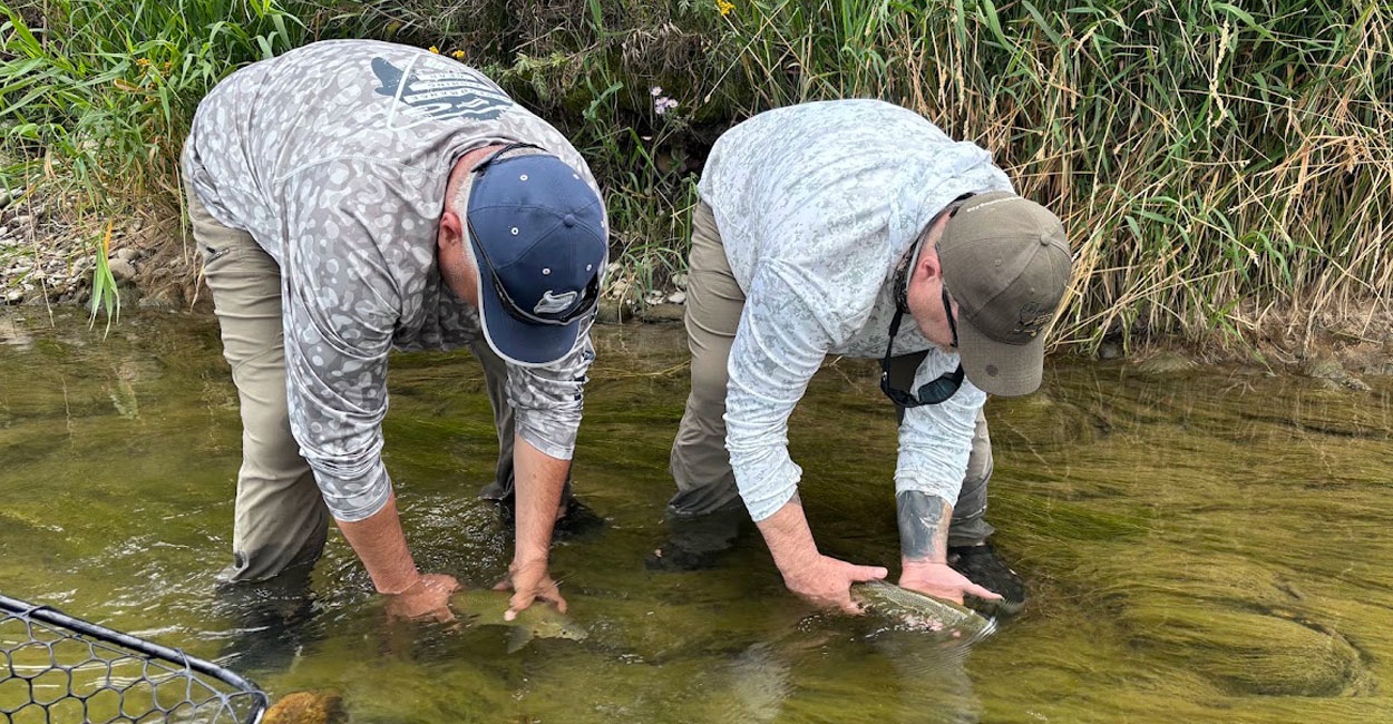 Catch and release protocol in Alberta
